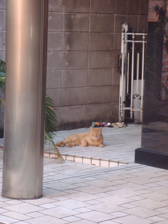 人の出入りが途絶えたホテル一声館の玄関わきで悠然とくつろぐ地元猫