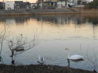 白鳥の一家が坪井近隣公園に滞在中