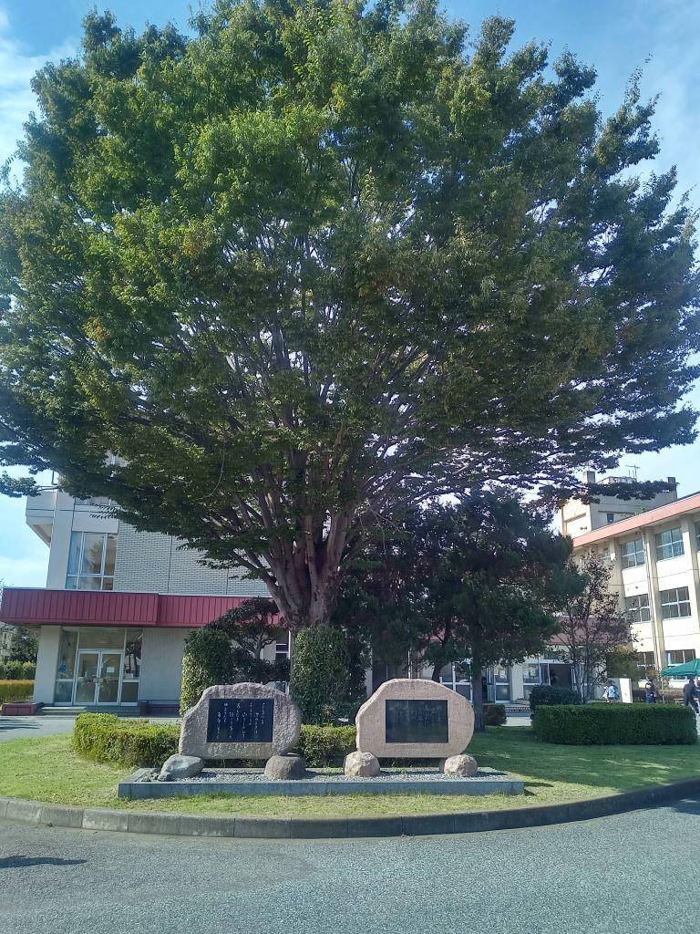旧足利西高校校舎(正面の巨木)