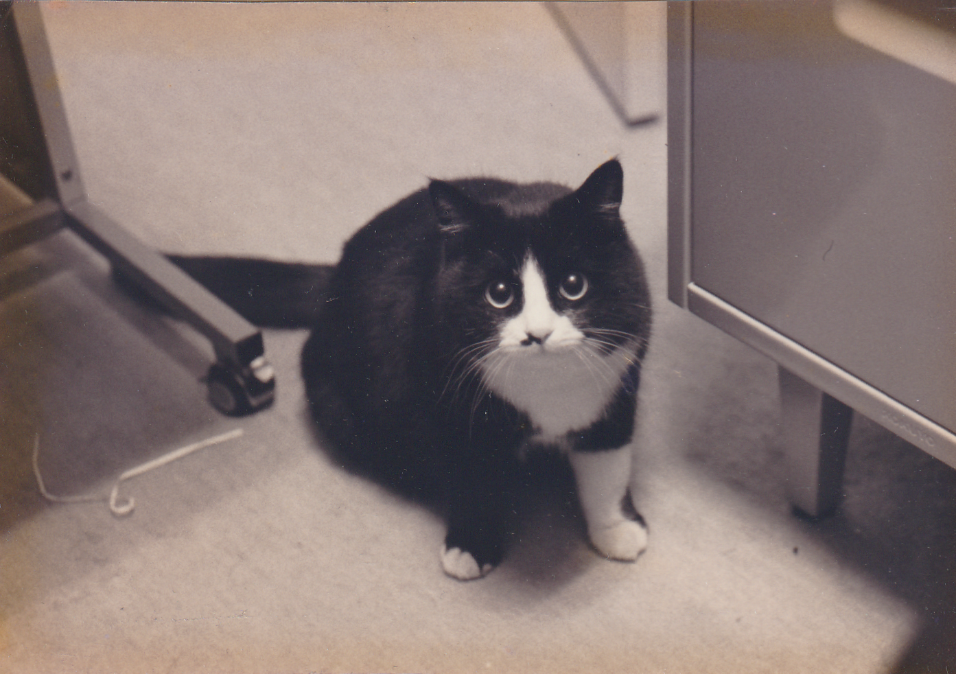 今は亡きミーコの肖像