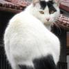 ネコ