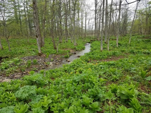 十勝千年の森の風景(フリー素材より)