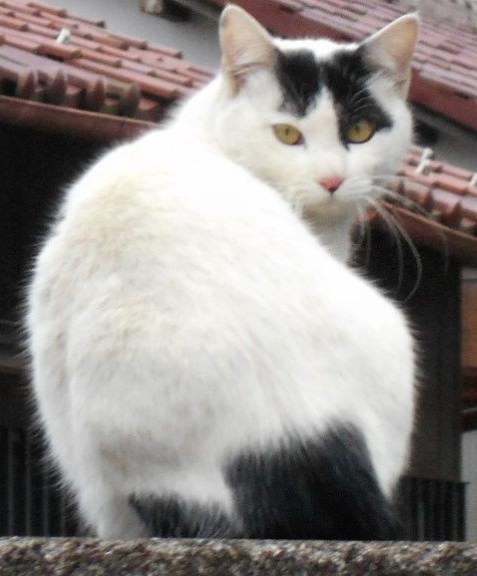 ネコ